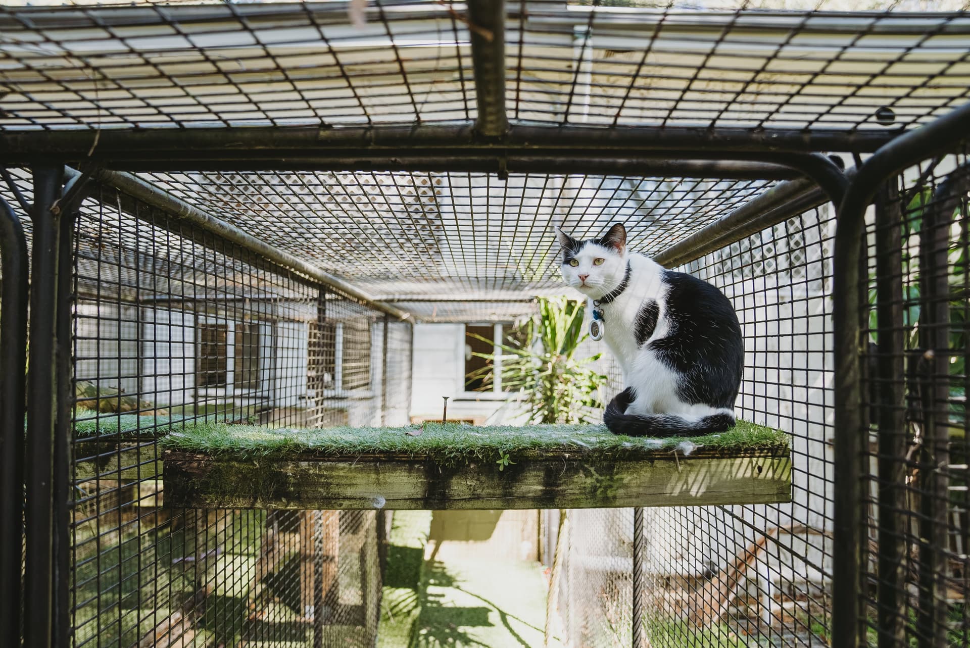 Cat Luxury Suite image 5