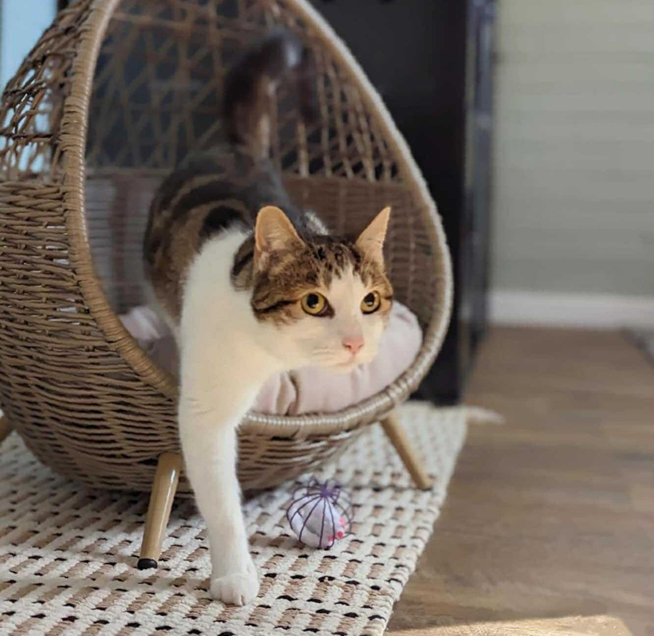 Cat Luxury Suite image 1