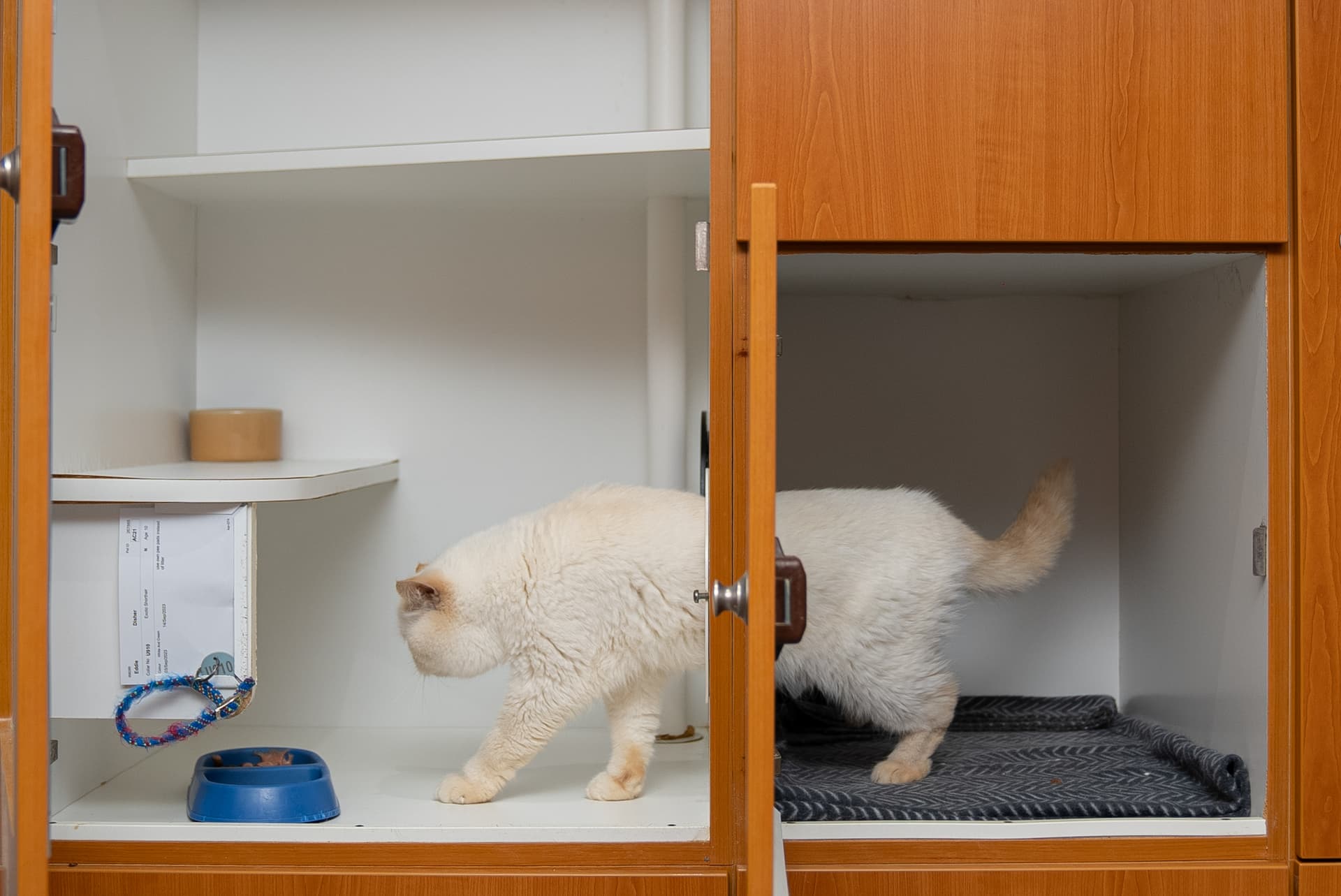Classic Cat Room image 2