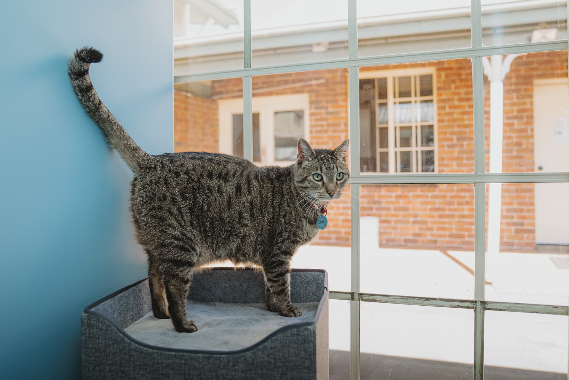 Classic Cat Room image