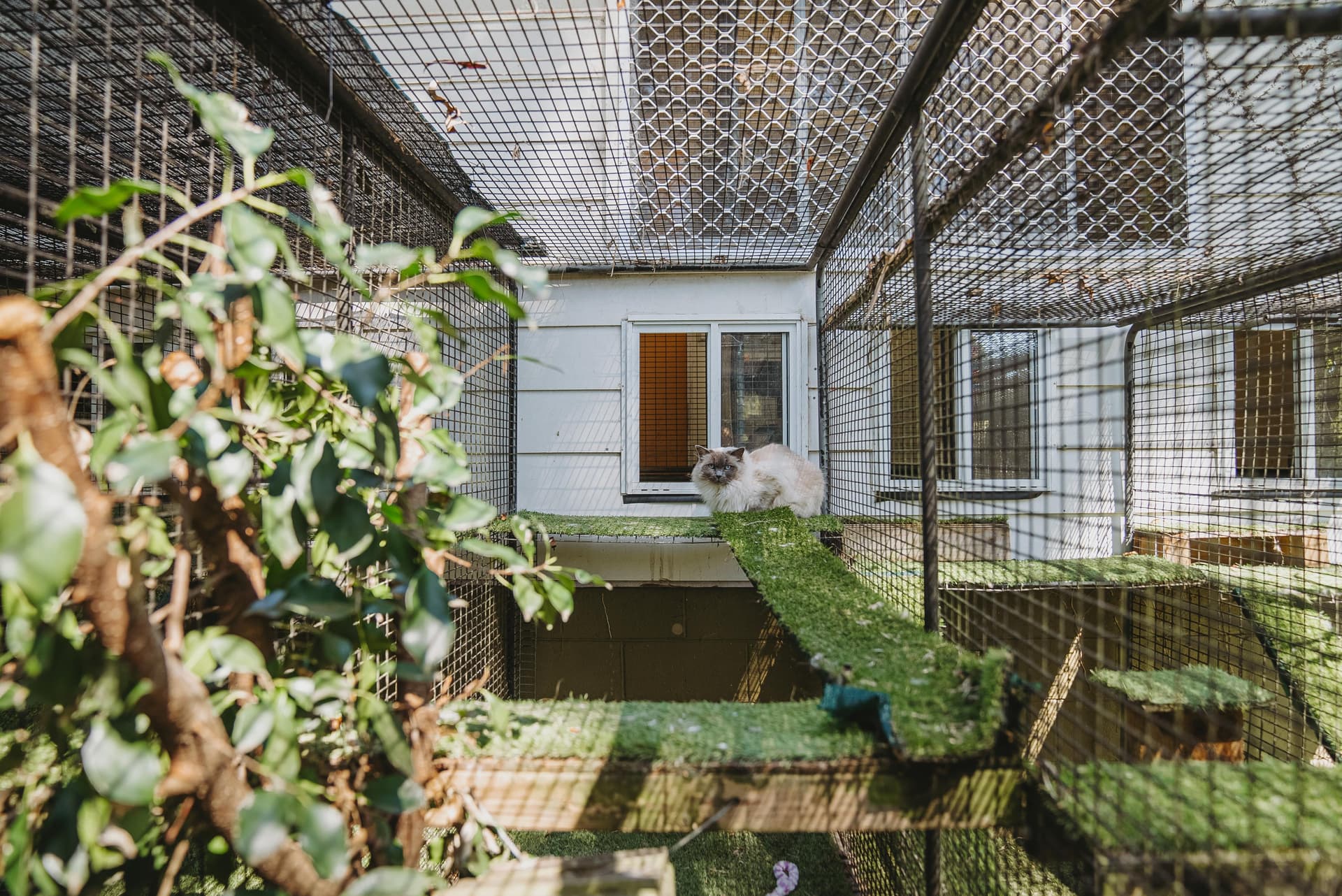 Cat Luxury Suite image 4