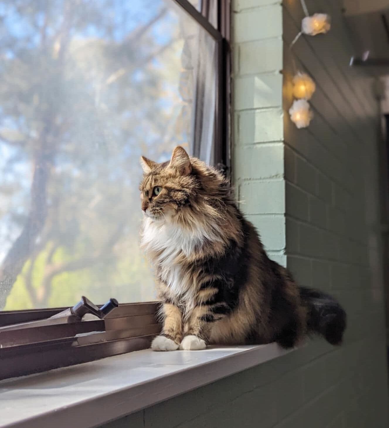 Cat Luxury Suite image 4