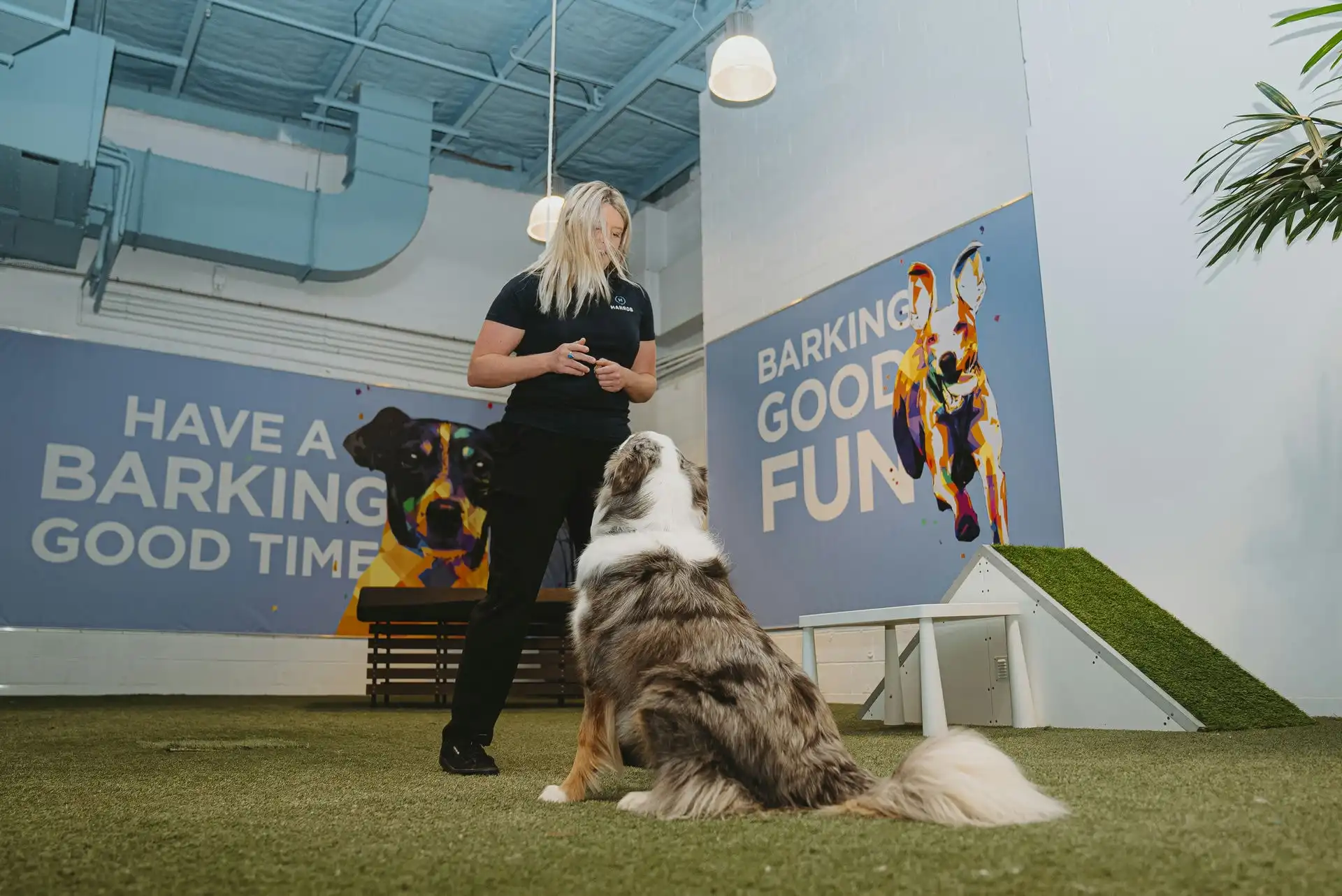 Premium Dog Daycare Northern Beaches Safe & Fun Dog Care