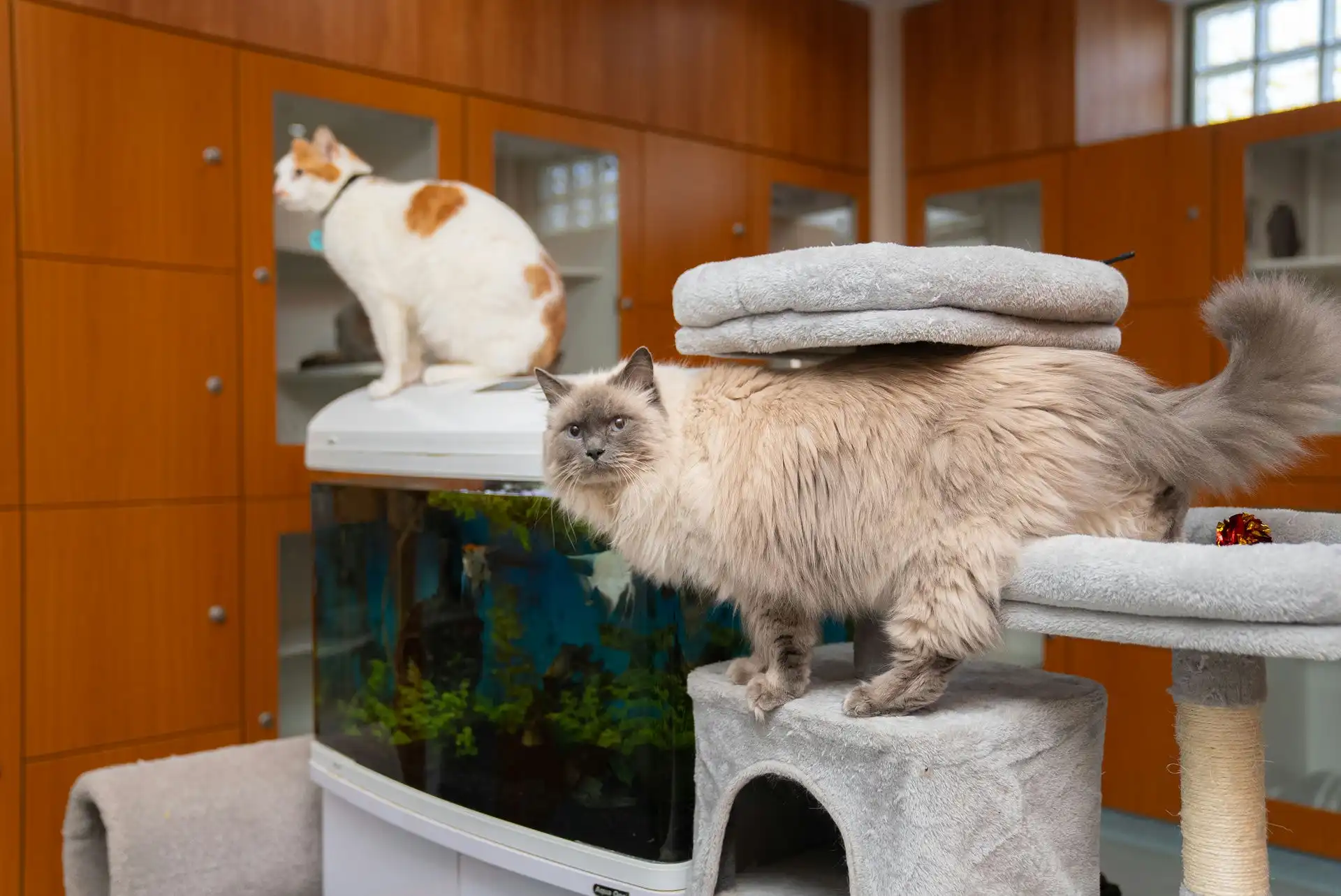 Luxury Cat Accommodation