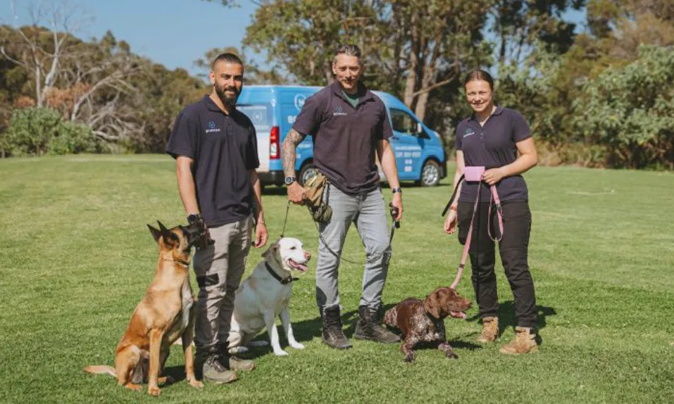 The Experts in Dog Training