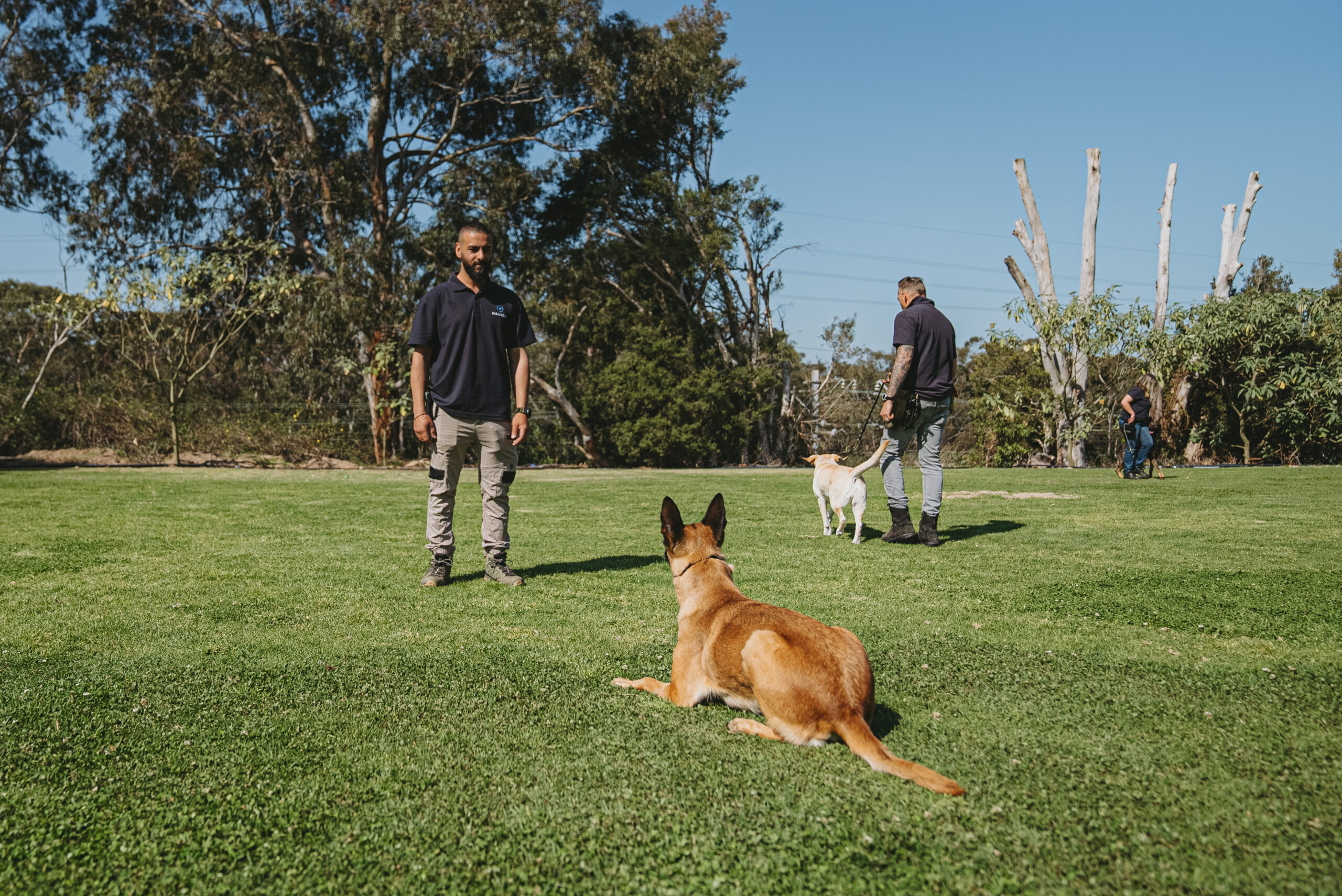 Group Obedience Classes for Dogs