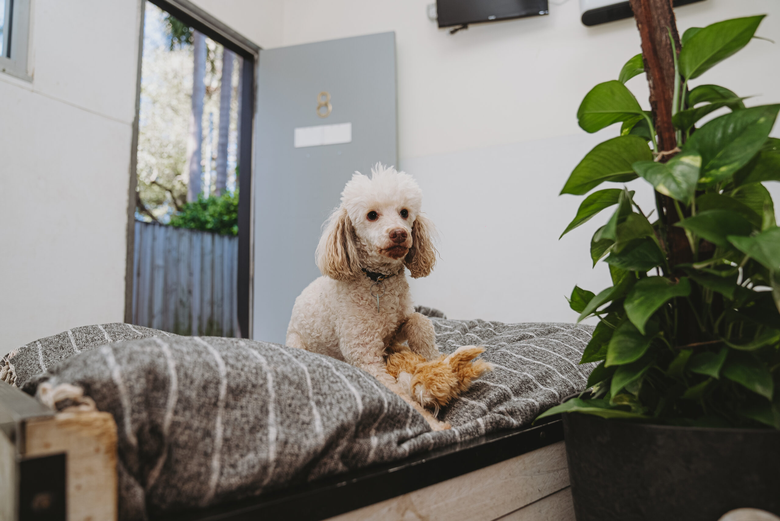 Luxury Dog Accommodation