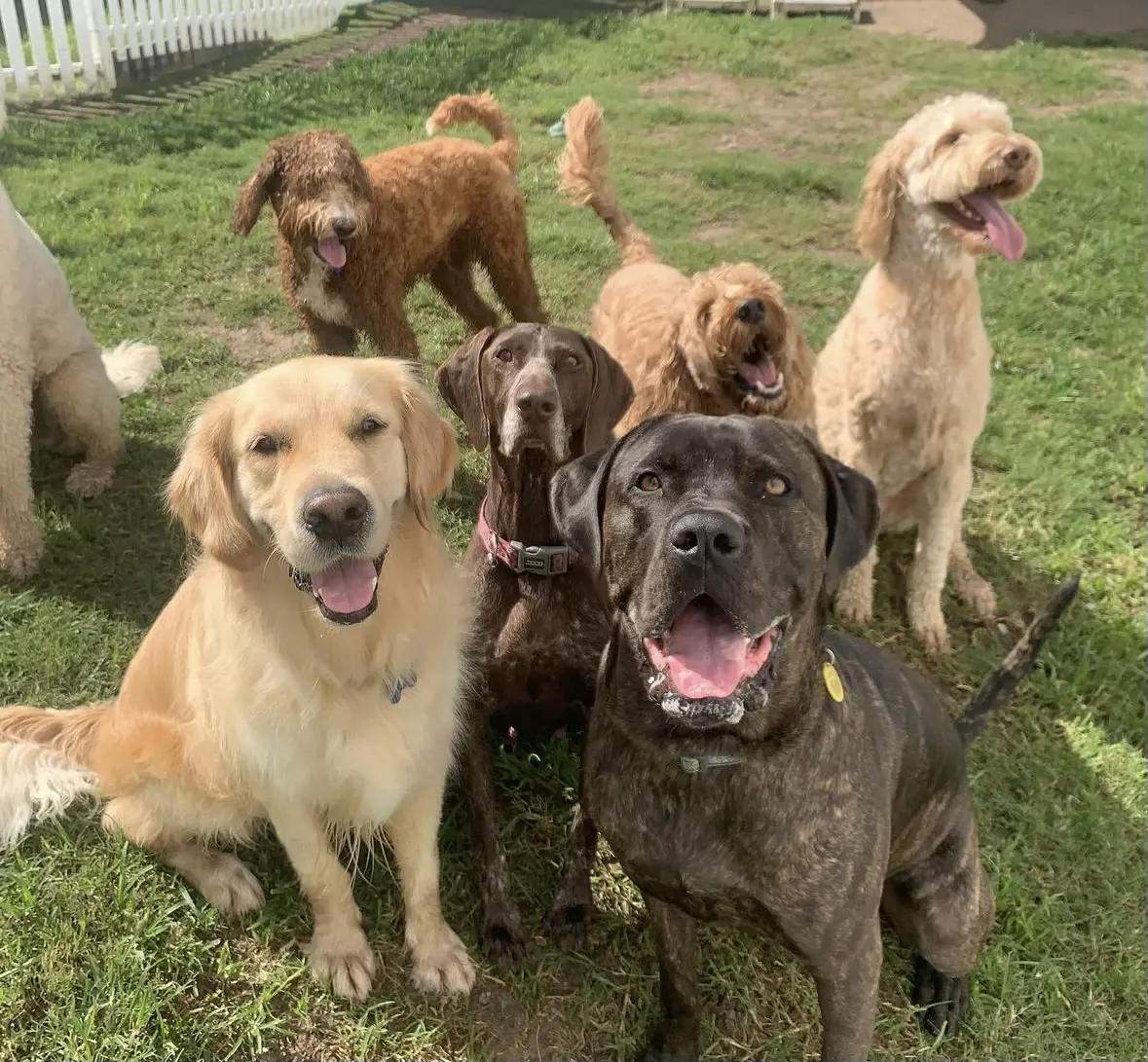 Dog Daycare