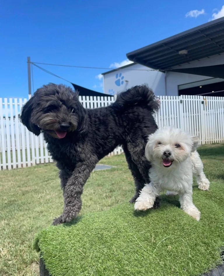 Dogs at Brisbane Pet Hotel