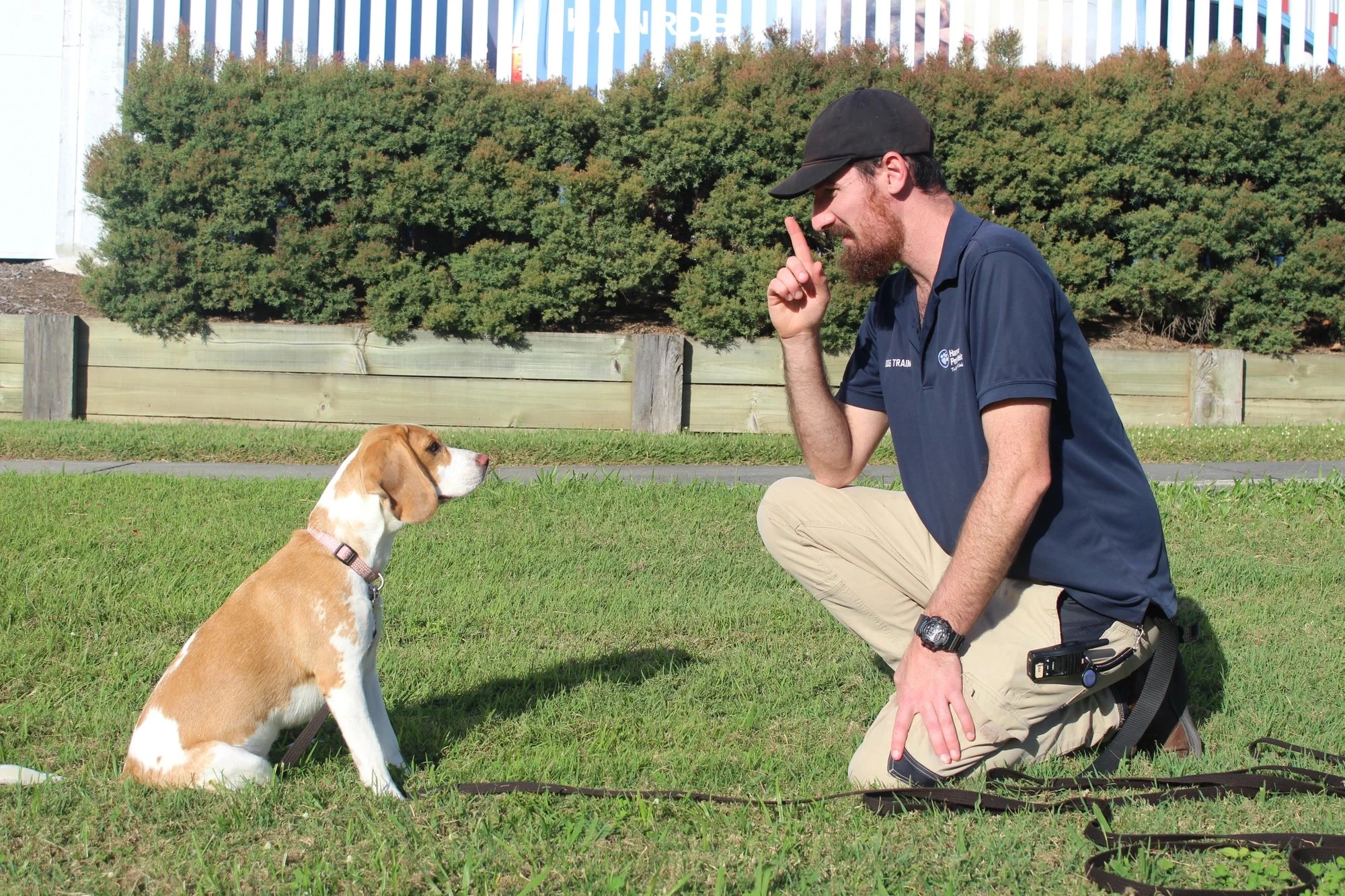 Dog Training
