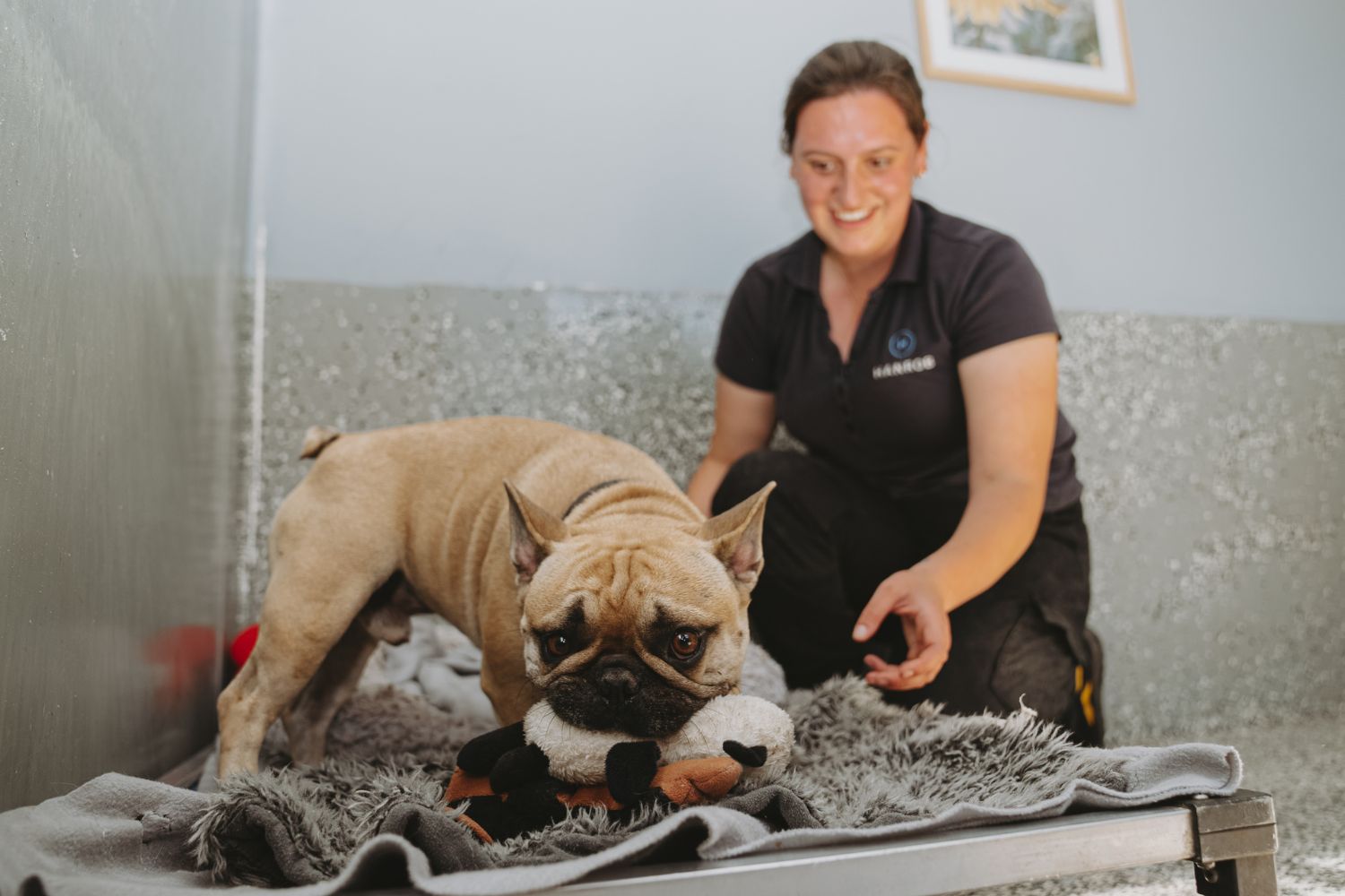 hanrob canberra pet friendly accommodation
