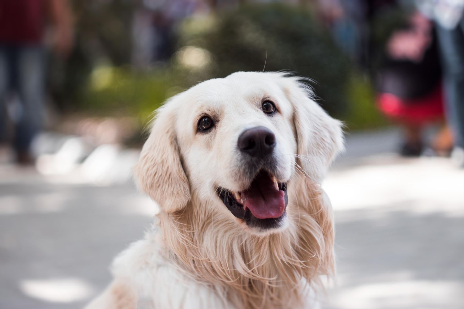 pet friendly accommodation canberra