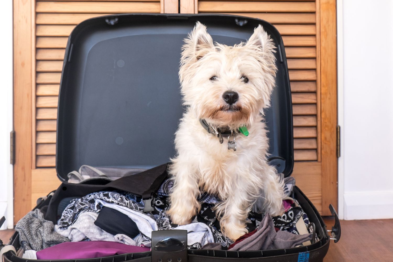 canberra pet friendly hotels